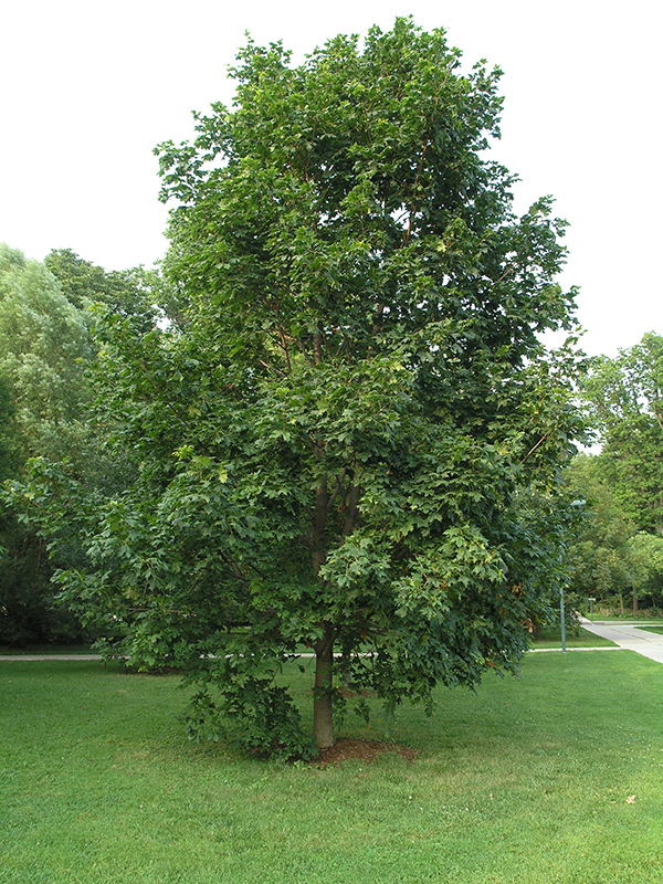 Acer platanoides 'Columnare'.
